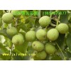 8518核桃苗 山西核桃苗 优质核桃苗