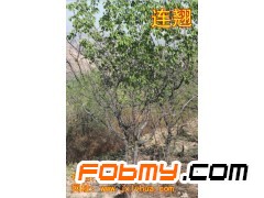 低价批发连翘 优质连翘 山西连翘 连翘基地 连翘价格图1