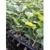 濮阳嫁接黄瓜苗哪里品种全 寿光蔬菜育苗基地