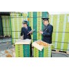上海橙子进口报关代理公司 禹励供