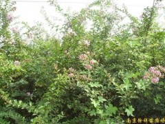 供应南京紫薇等多种绿化苗木