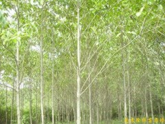 供应南京喜树等多种绿化苗木图1