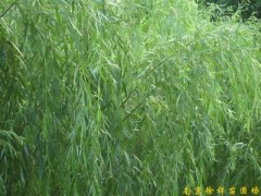 供应南京垂柳等多种绿化苗木
