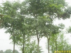 供应南京栾树等多种绿化苗木图1