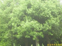 供应南京香樟等多种绿化苗木图1