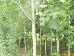 供应南京马褂木等多种绿化苗木图1