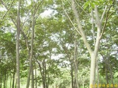 供应南京榉树等多种绿化苗木图1