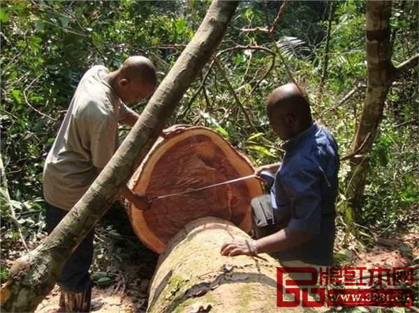 非洲地区木材越来越稀缺