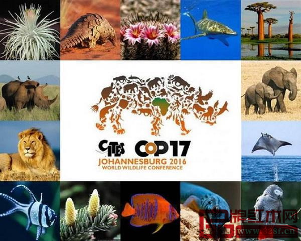 在2016年举行的《濒危野生动植物种国际贸易公约》第17届缔约国大会（CITES COP 17）决议将刺猬紫檀列入附录二管制
