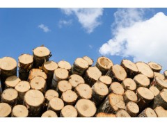 宁波港木材|原木|板材进口报关费用|清关时效图1